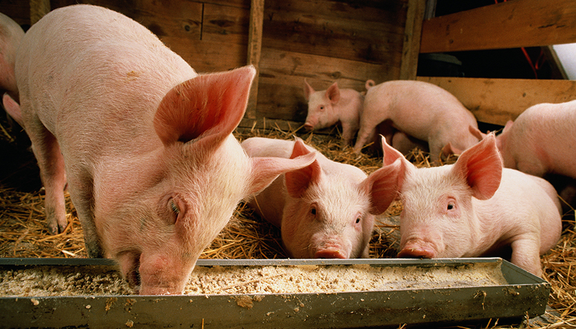 与猪达100kg体重日龄相关的SNP标记、检测方法及应用