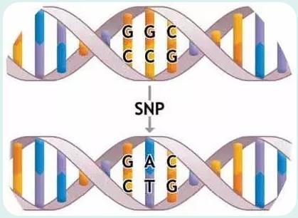 一种评估猪眼肌面积的SNP标记及其应用方法