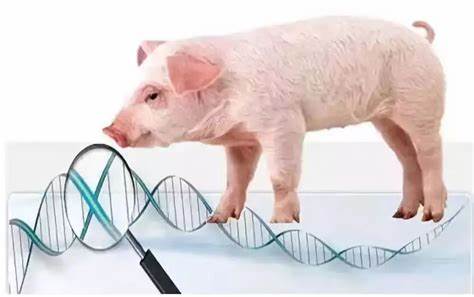 猪肌抑素基因编辑位点864-883及其应用