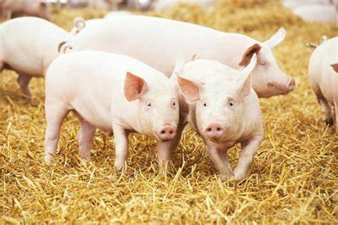 猪多组学整合精准育种方法
