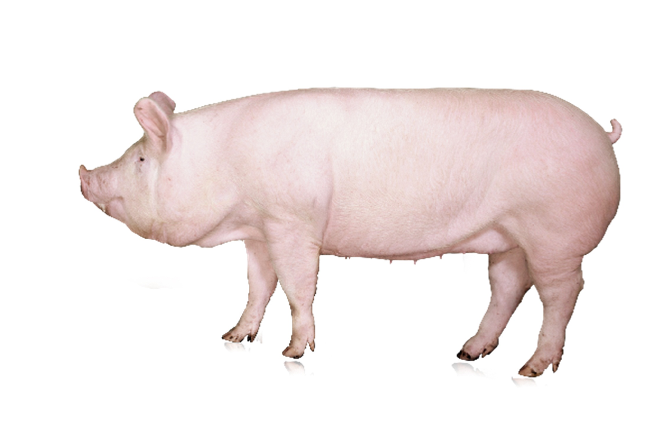 一种用于检测猪背膘厚的SNP标记及其应用