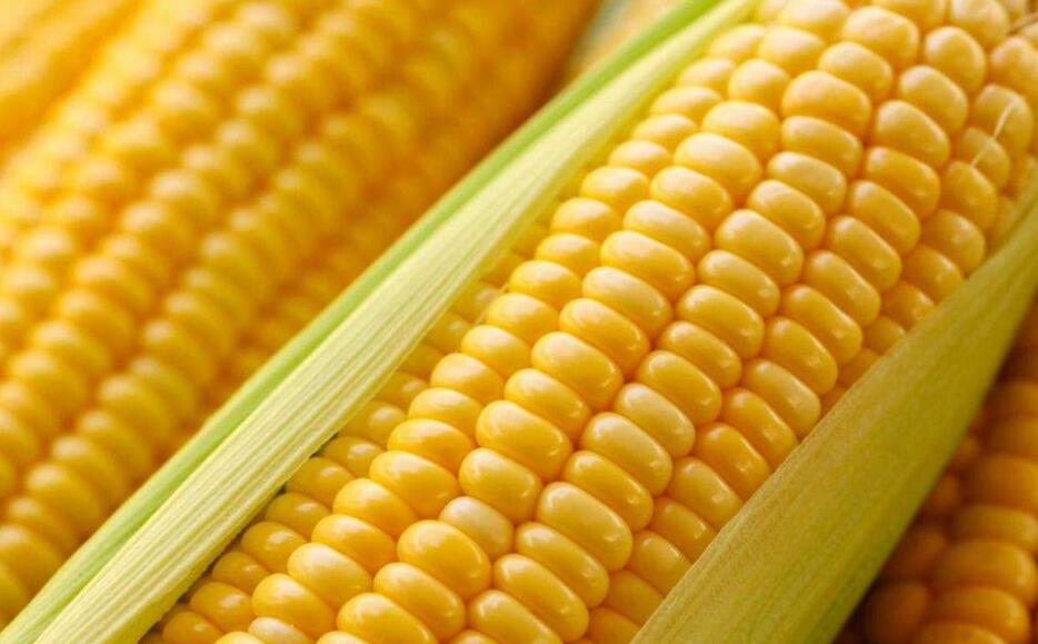 玉米功能菌粮及其制备方法