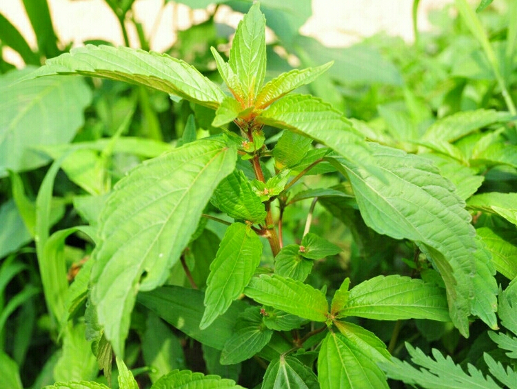 一种铁苋菜提取物及其作为植物抗菌物的应用